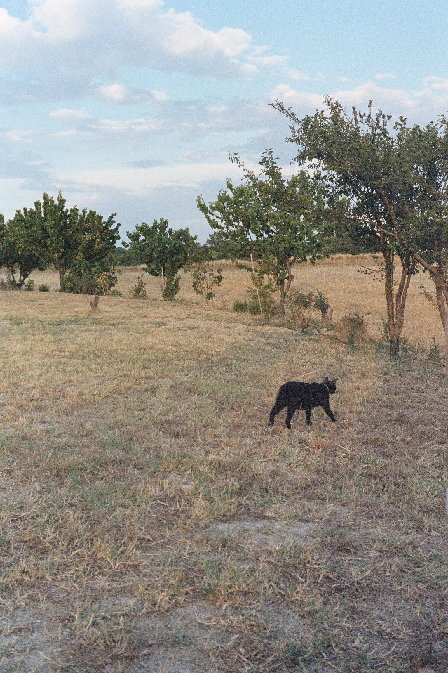 Collage D Toscana, 2022